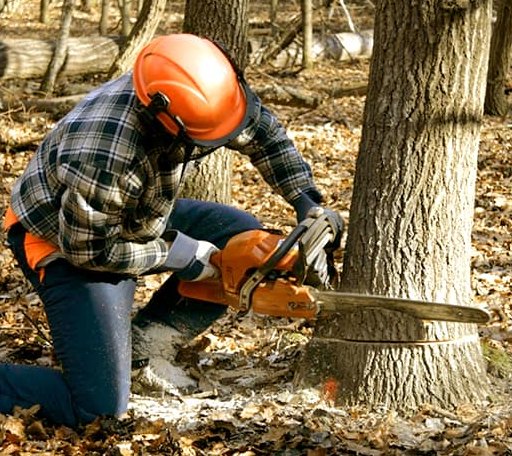 Tree Removal in Castle, OK